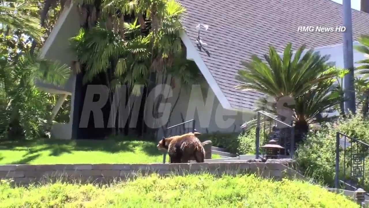 Arcadia police chase a black bear from Arcadia to Sierra Madre