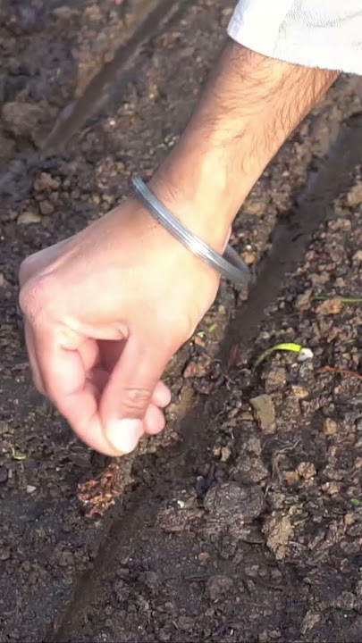 Sow Carrot Seeds This Way to Grow Lots of Carrots