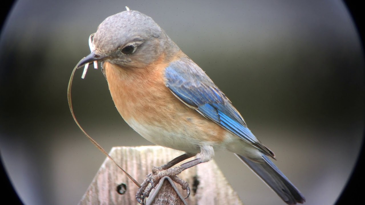 Female Eastern Bluebird at the bluebird house 