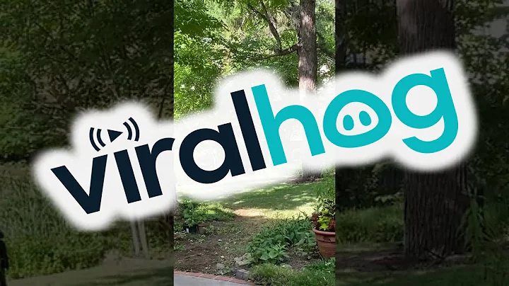 Mama Bear Napping on the Bridge With Her Cubs || ViralHog