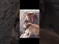 Punch-kun & Gran Akira #macaquemonkey #macaque #monkey #animallovers #shortsyoutube #shorts