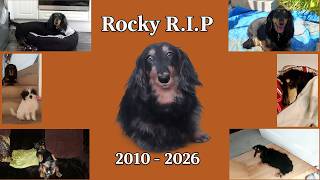 Rocky’s 16th Birthday Tribute | A Heartfelt Dog Memorial