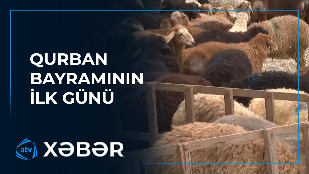 Heyvan Heyvan satışı bazarlarında vəziyyət necədir? - YouTube