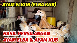 Ayam Elkub elba Kub Hasil Persilangan Ayam Elba Dan Ayam Kub ayam Kdanung Petelur