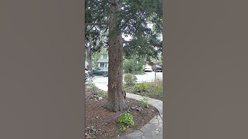 Squirrels at the big tree doing squirrel things #squirrels