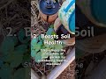 #gardeningtips #composttea #Composting #Vermicomposting #fertilizer Visit Instagram for how to!