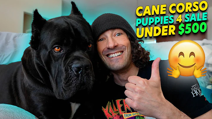 Cane Corso Puppies For Sale UNDER $500!