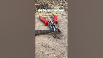 The Genius Snake Trap That Catches 3 Snakes A Day 😱