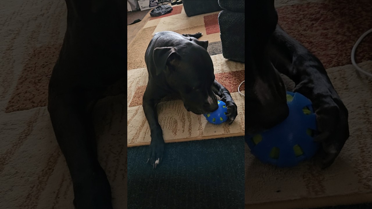 Hero happily playing with his new ball from the store  
