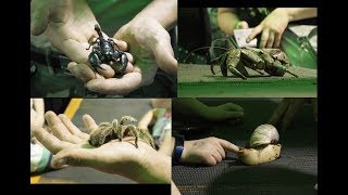 A Maior Aranha, Caranguejo E Caracol Do Mundo