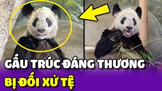 Gấu Trúc YaYa bị đối xử tệ bạc tại Mỹ suốt 20 năm trời | Yêu Lu Official