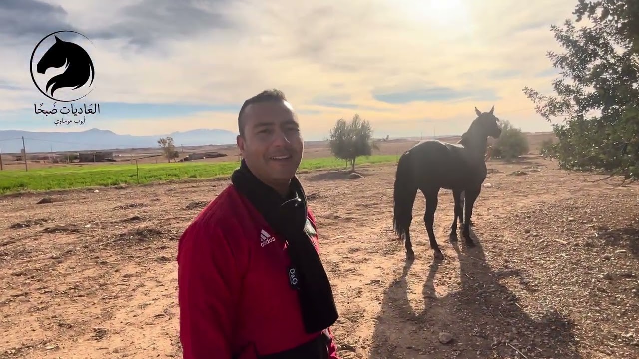 زيارة لإسطبلات الإخوة #العرباوي ناس #أولاد_يوسف 🐎