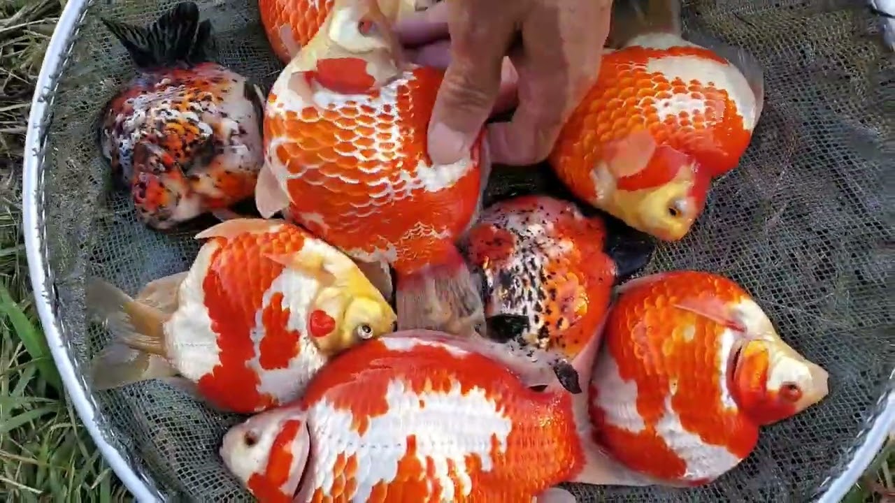 2024年 玉サバ池あげ【後編】by fujidaruma