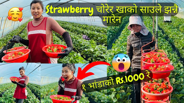 KOREAMA STRAWBERRY FALERA KHADA KHADA HAIRAN  || MOTI VAYARA MATA K GARNU HOLA