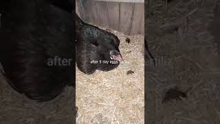 Aseel Hen Lay Egg Full Vedio