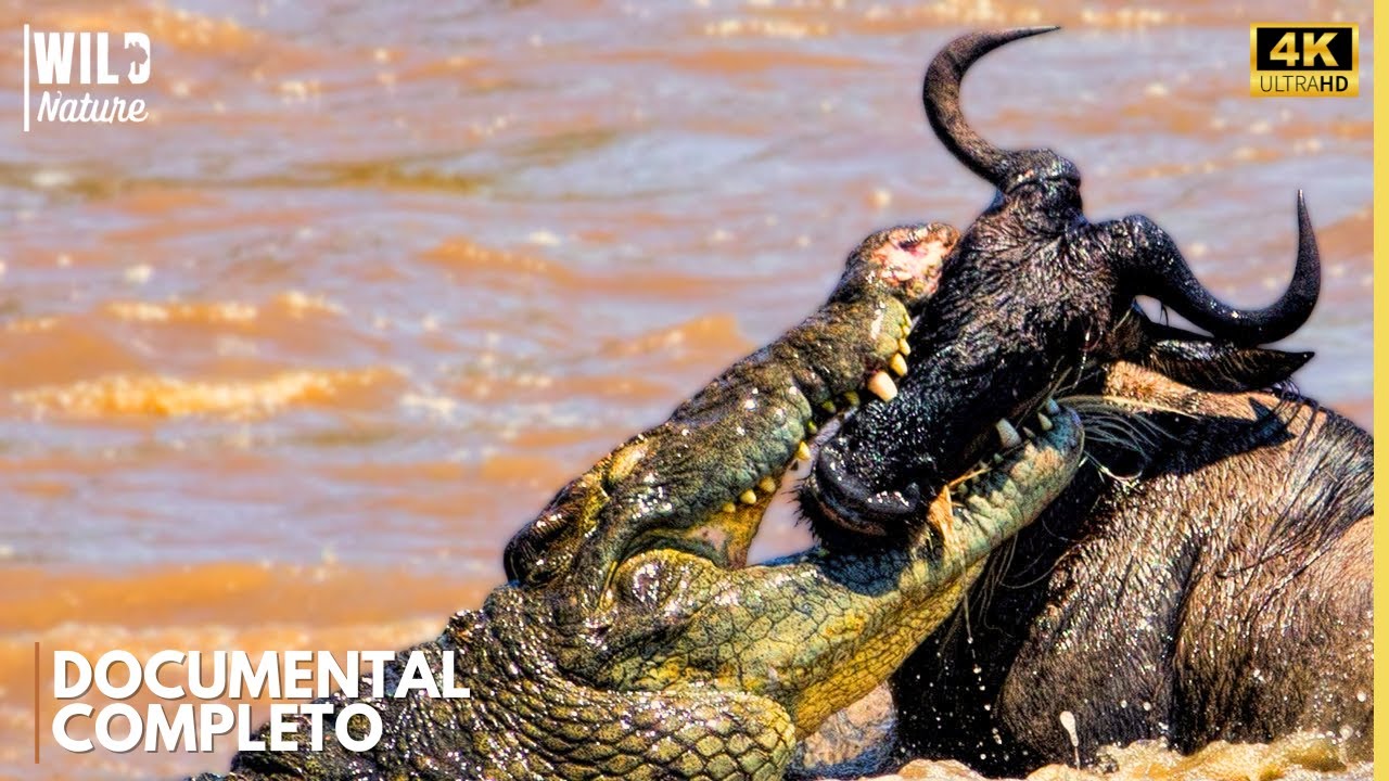 SEÑORES DEL NILO – La Batalla por la Supervivencia | Documental Animal