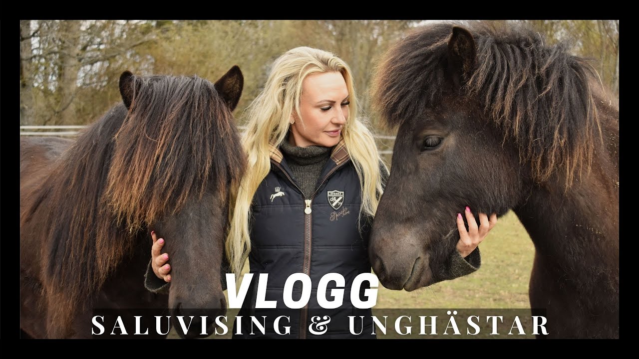 VLOGG | Saluvisning & Unghästar