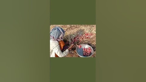 Best Techniques for Farming Rural village Life|Desi Kisan short #satisfying#shorts#asmr #villagelife