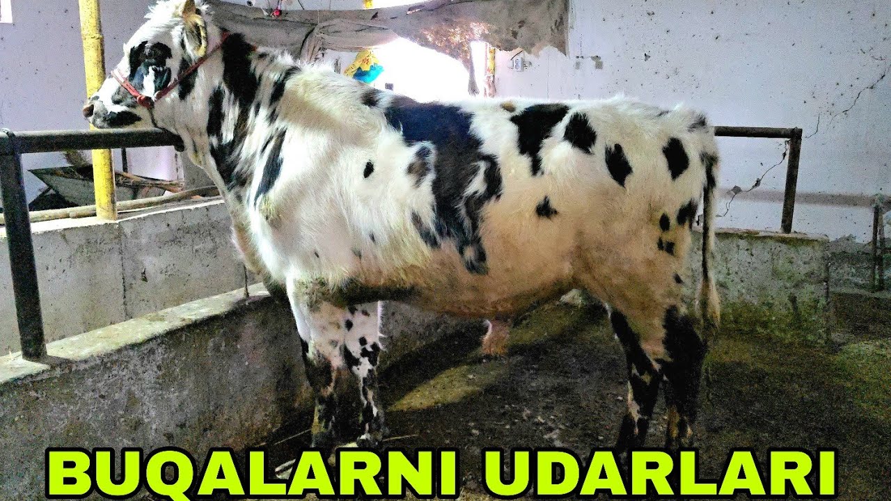 Sur'at ukamizdan bugun gibrit va toza eston buqalarni  barisi kuchlilari 4 марта 2026 г.