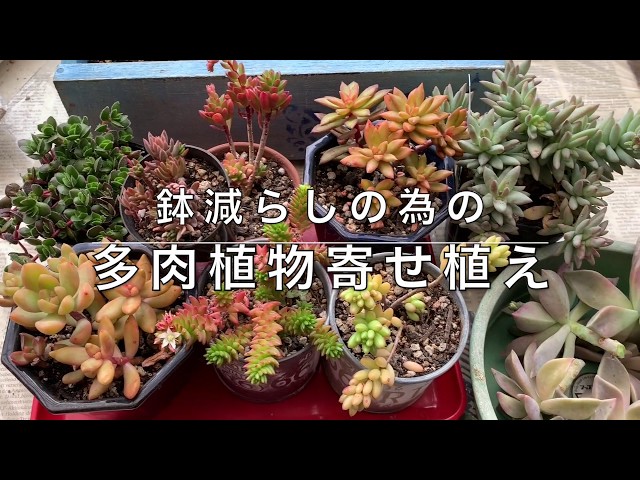 Top【選抜株】多肉植物　264179カラットラバー　63個　鉢無し/脱土 多肉】#69 鉢減らしの為の多肉植物寄植え☆置き場所が無い8個の多肉鉢