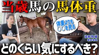 馬の親子１．７キロ（重量） Special Edition in Collaboration with Kyowa Farm] How Much Should