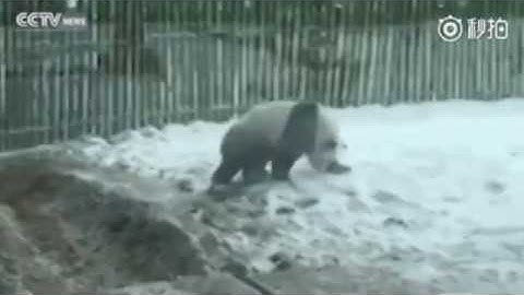 Giant Panda sees snow for the first time and goes WILD