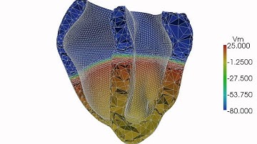 Adaptive heart simulation