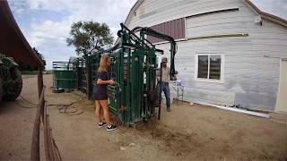 PRE CONDITIONING SHOTS for the spring calves!