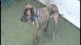 Meet Bahati A Terrier American Staffordshire Currently Available For Adoption At Petango 227