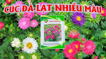 HẠT CÚC ĐÀ LẠT - CÚC MAGIC - CÚC KEN - CÚC 7 MÀU