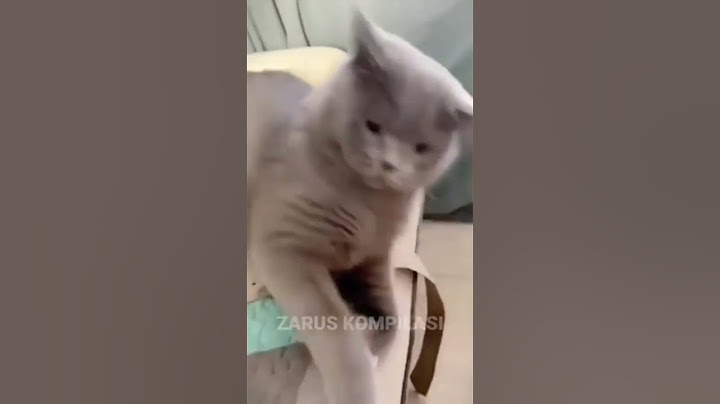 Video Kucing Lucu yang Akan Membuat Kamu Tertawa Terbahak-bahak terbaru 2023 #kucinglucu #kucing