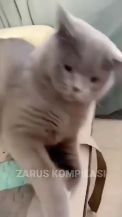 Video Kucing Lucu yang Akan Membuat Kamu Tertawa Terbahak-bahak terbaru 2023 #kucinglucu #kucing