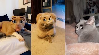 Hilarious Cats Trying Snapchat Filters#1 by Fluffy Muffin 6,847 views 2 years ago 2 minutes, 39 seconds