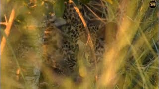 Pt 1 Safari Live&#39;s Sunset Safari Drive at 4:00 PM on March 15, 2018 ( Nkuhumas &amp; Thandi,Cub )