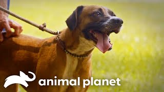 Honey's Journey to Find Her Forever Home | Pit Bulls and Parolees | Animal Planet