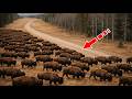 Europe Has Released Bison Into A Dying Forest A Year Later No One Could Believe What Had Happened