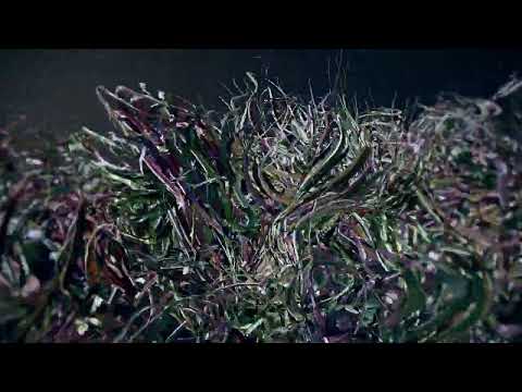 Trapcode Taoで作った光沢のある水草
