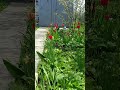 #positive#nature #flowers #Позитива, Мира и добра