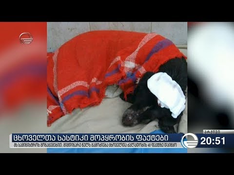 ცხოველთა სასტიკი მოპყრობის ფაქტები