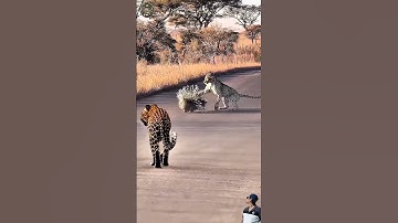 macan tutul datangi temannya yang sedang di serang seekor landak #animals #shorts