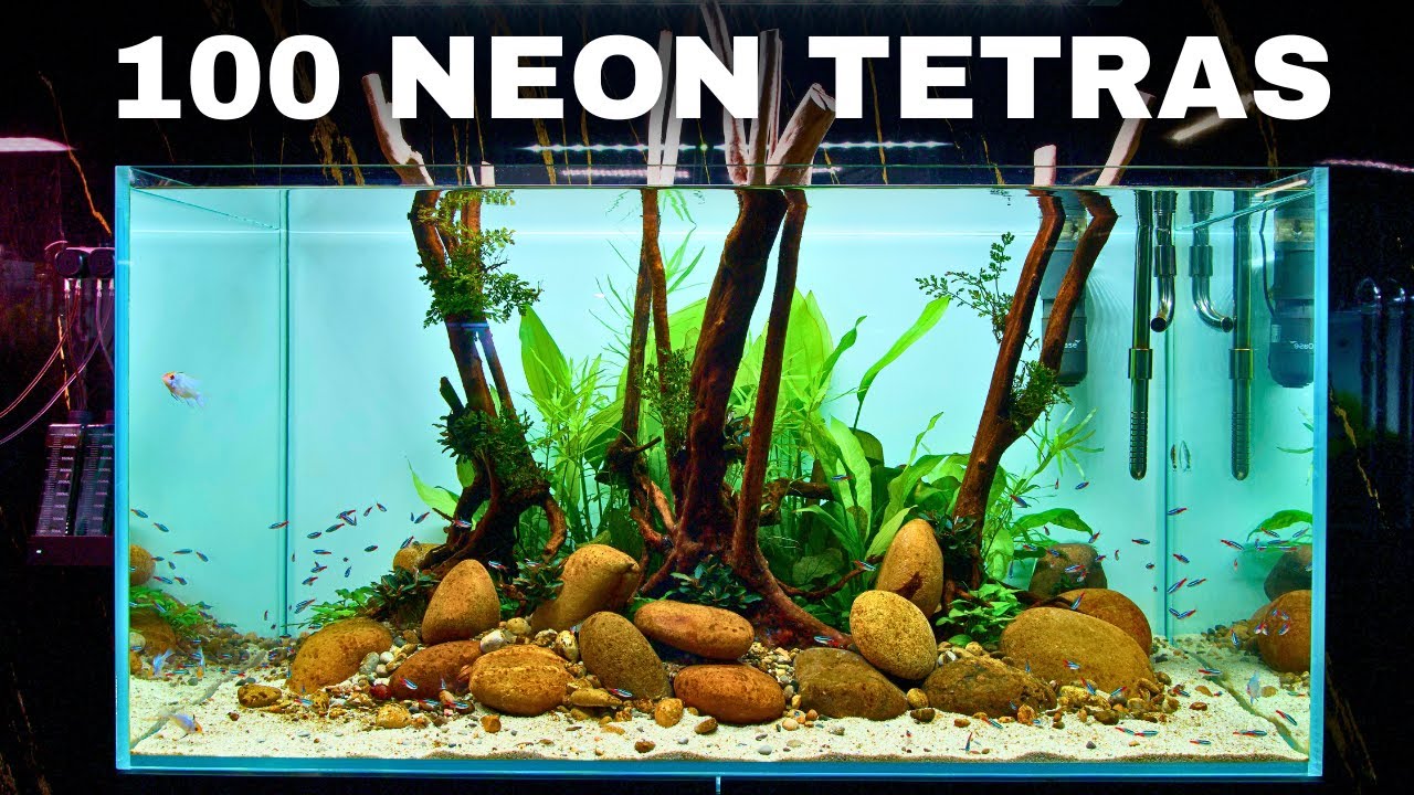 MAKING A NATURAL AQUASCAPE FOR NEON TETRAS - Step by Step Tutorial