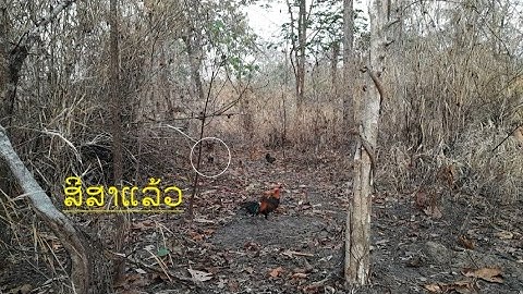 ต่อไก่ป่า Dib qaib qus tuaj zoo heev 5/3/2023