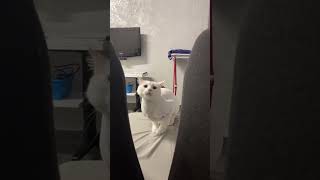 Full Video: https://youtu.be/KFn_d7Ug6b0?is=fJHjYKGUptCczjRS #viral #funnyvideo