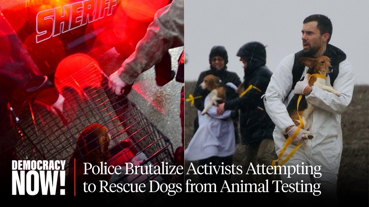 Animal Rights Activists Target Wisconsin Facility Accused of Breeding Dogs for Medical Experiments