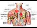 ماهو ألم الأبهر ( الألم بين الأكتاف)) وما علاجه والوقاية منه؟؟؟؟