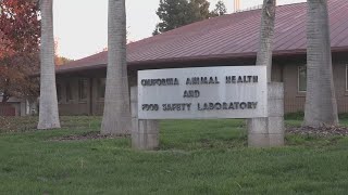 Researchers warn UC Davis lab staffing crisis hindering avian flu testing