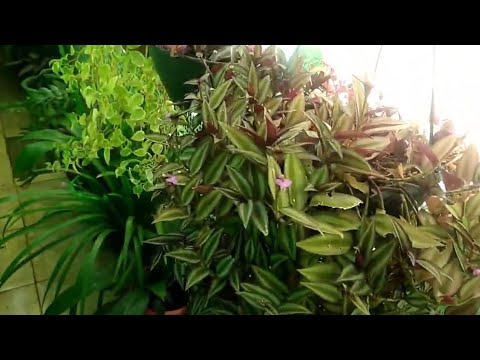 10 Plantas Bem Invasoras Para Pequenos Vasos 