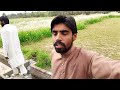 My fast vlog  my youtube fast vlog  malik hammad