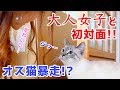 巻き髪女子と初対面したオス猫が取った意外な行動とは…