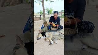 Most Adorable Animal Family SokYaa Monkey, ToTo, Phao Living in Harmony #SokYaa #AnimalFamily